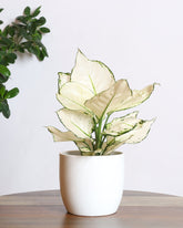 Aglaonema white variegated